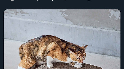 회사에 애묘가가 있다고 밖에 볼 수 없는 굿즈