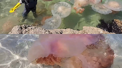 난리 났다는 동해안