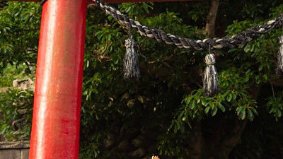 섬고양이들은 둘씩 짝을 지어다닌다.jpg