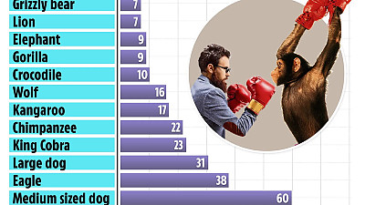 동물별 인간이 맨몸으로 싸워서 이길 수 있다고 생각하는 비율